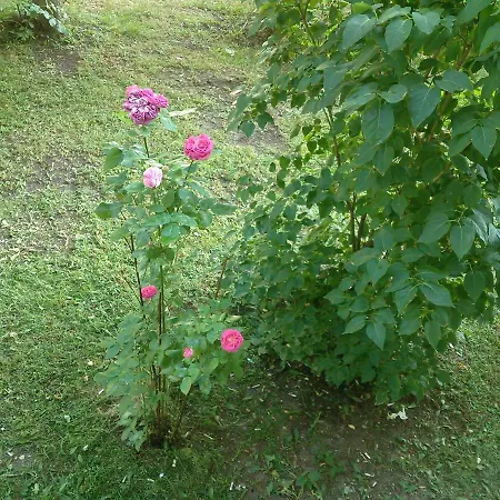 A Comfortable With Balcony 아파트